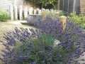 Maritime planting design lavender hedge