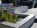 Contemporary water feature plants (5)