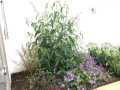 Contemporary-terraced-garden-9