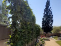 Relaxing Contemporary Garden