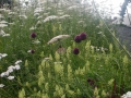 Contemporary sustainable garden before (3)
