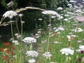 Contemporary sustainable garden before (6)