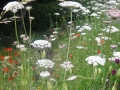 Contemporary sustainable garden before (7)