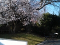 Contemporary front garden (3)