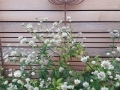 10 Garden cedar panel and seed head sculptures