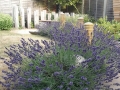 14 Lavender hedging