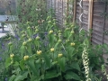 15 Planting design