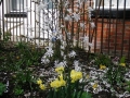 St Marks Church Woolston plant border (5)