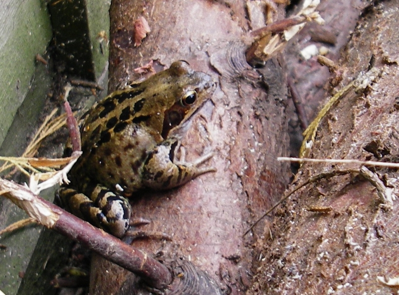Frog in woodpile