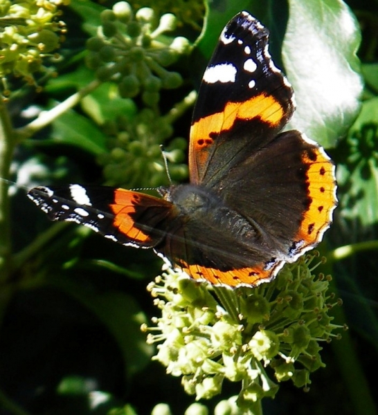 Hedera arborescens & butterfly closeup4
