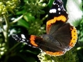 Hedera arborescens & butterfly 2a