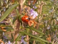 Ladybird on Rosemary