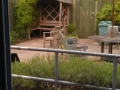 Prospect Park Hospital physiotherapy garden before (3)