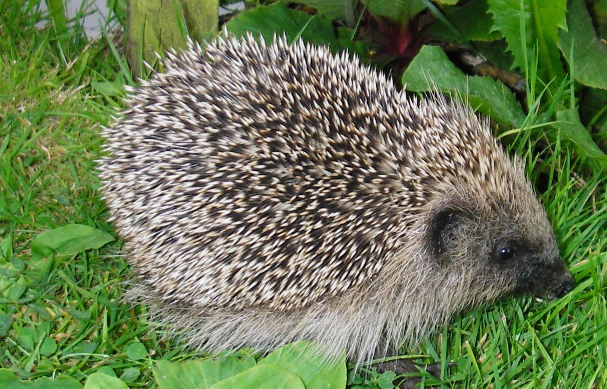 Hedgehog